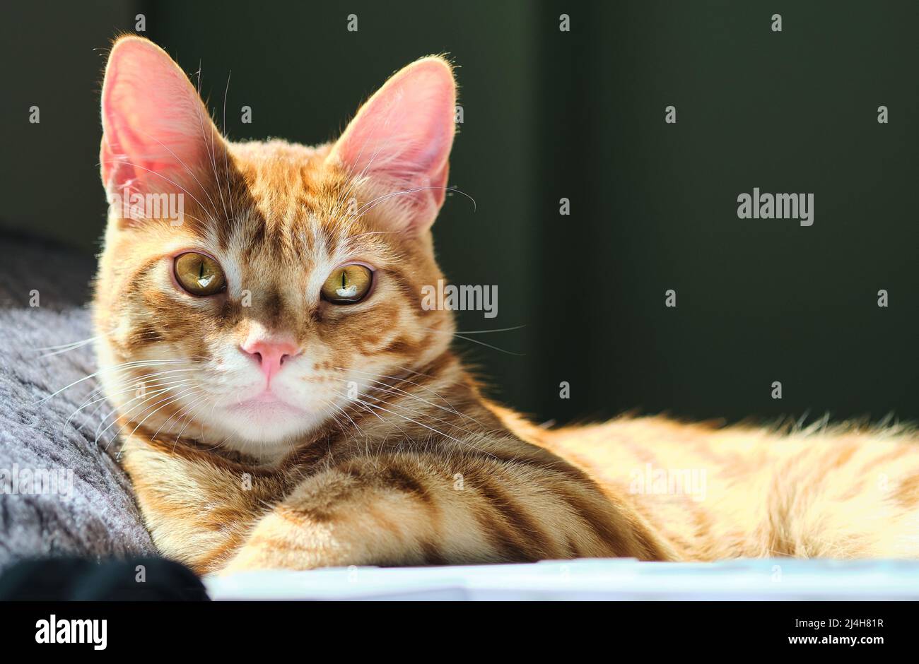 Gros plan chat adulte mignon gingembre allongé sur le lit. Concept de la collection d'animaux de compagnie et de cutie Banque D'Images