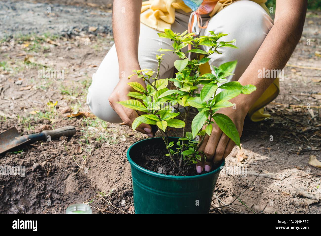 gros plan brune volontaire femme transplantant un petit arbre dans un parc public, concept de conservation. Banque D'Images