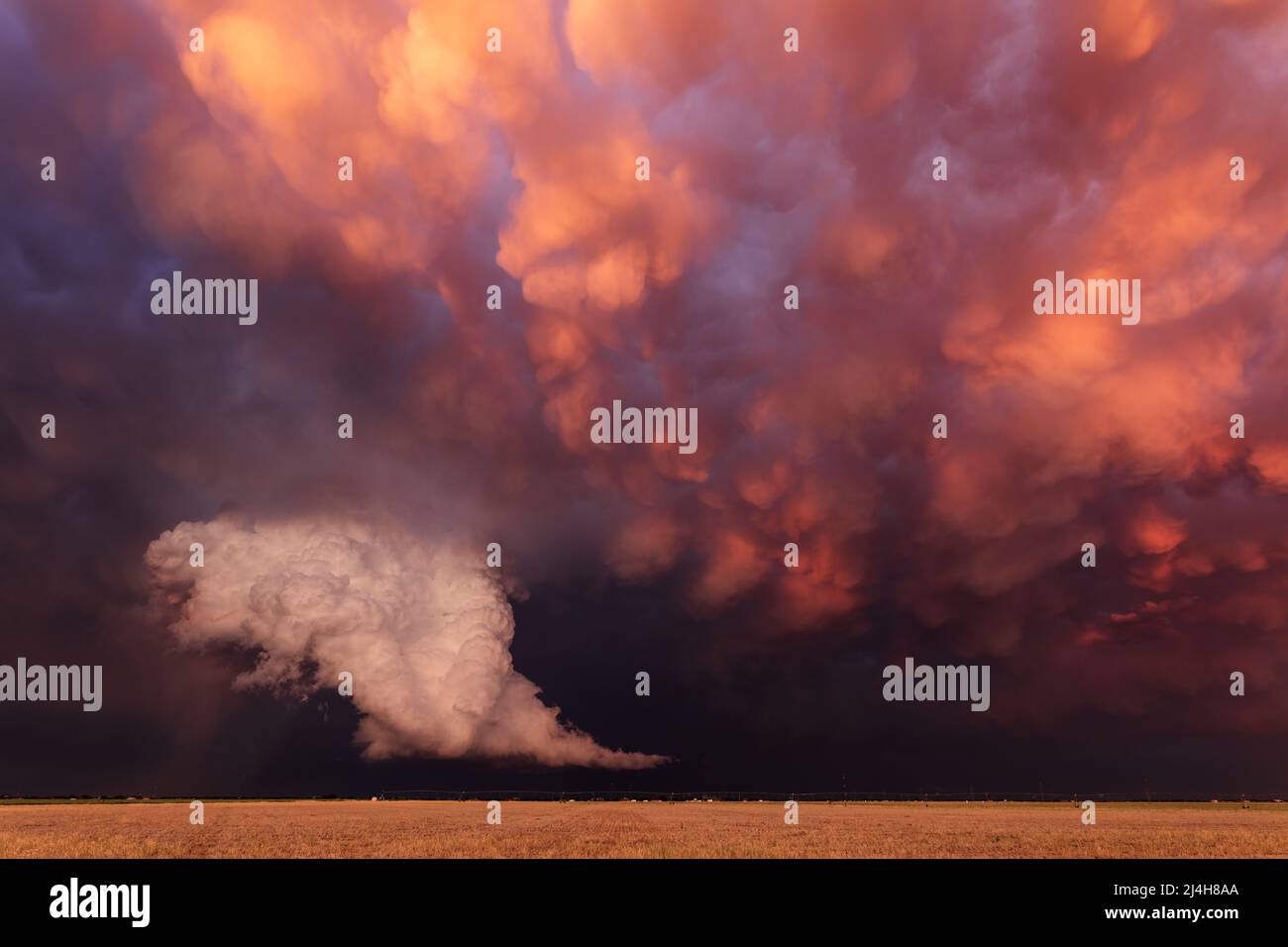 Des mammatus spectaculaires se cachent derrière une tempête au coucher du soleil près de Lubbock, Texas Banque D'Images