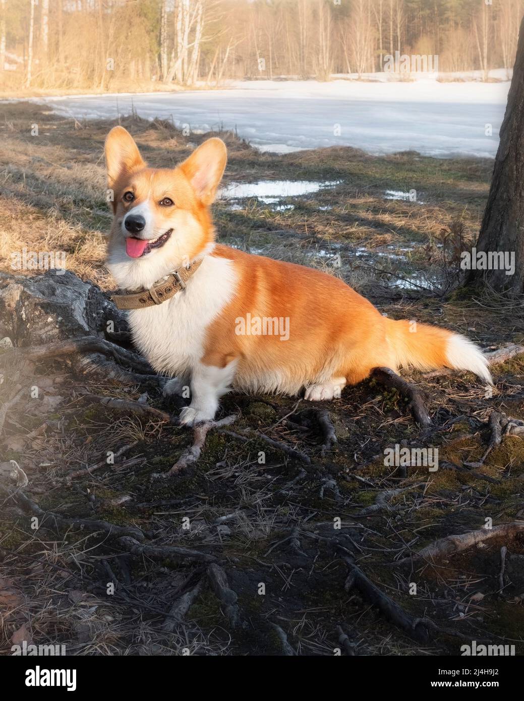 belle corgi gallois rouge pembroke sur le fond d'un lac forestier par une journée ensoleillée Banque D'Images