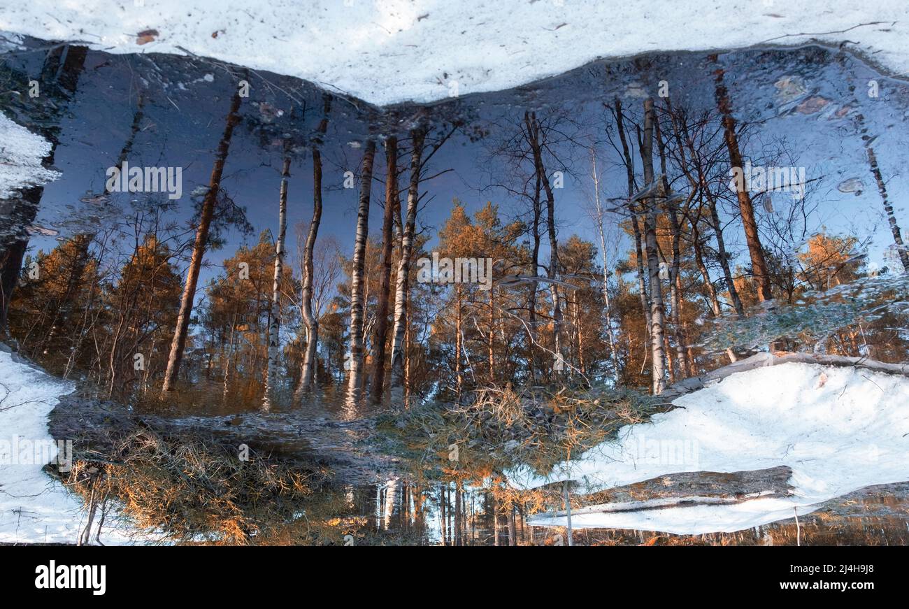 la forêt se reflète dans les flaques d'eau entre la neige un jour ensoleillé, le paysage de la nature au début du printemps Banque D'Images