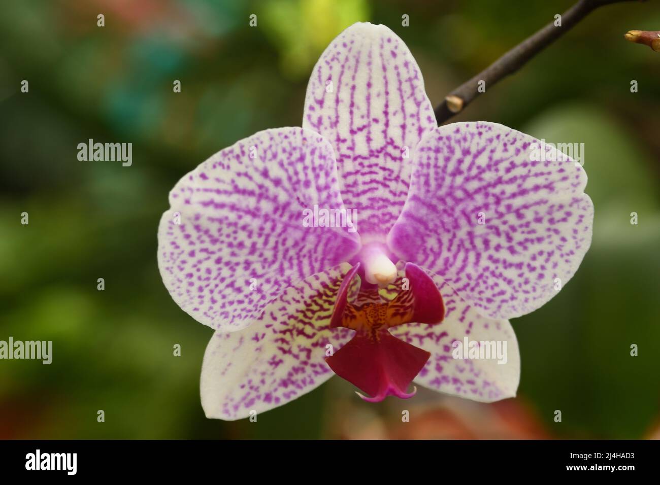 Gros plan de Phalaenopsis Orchid avec fond de bokeh vert. Banque D'Images