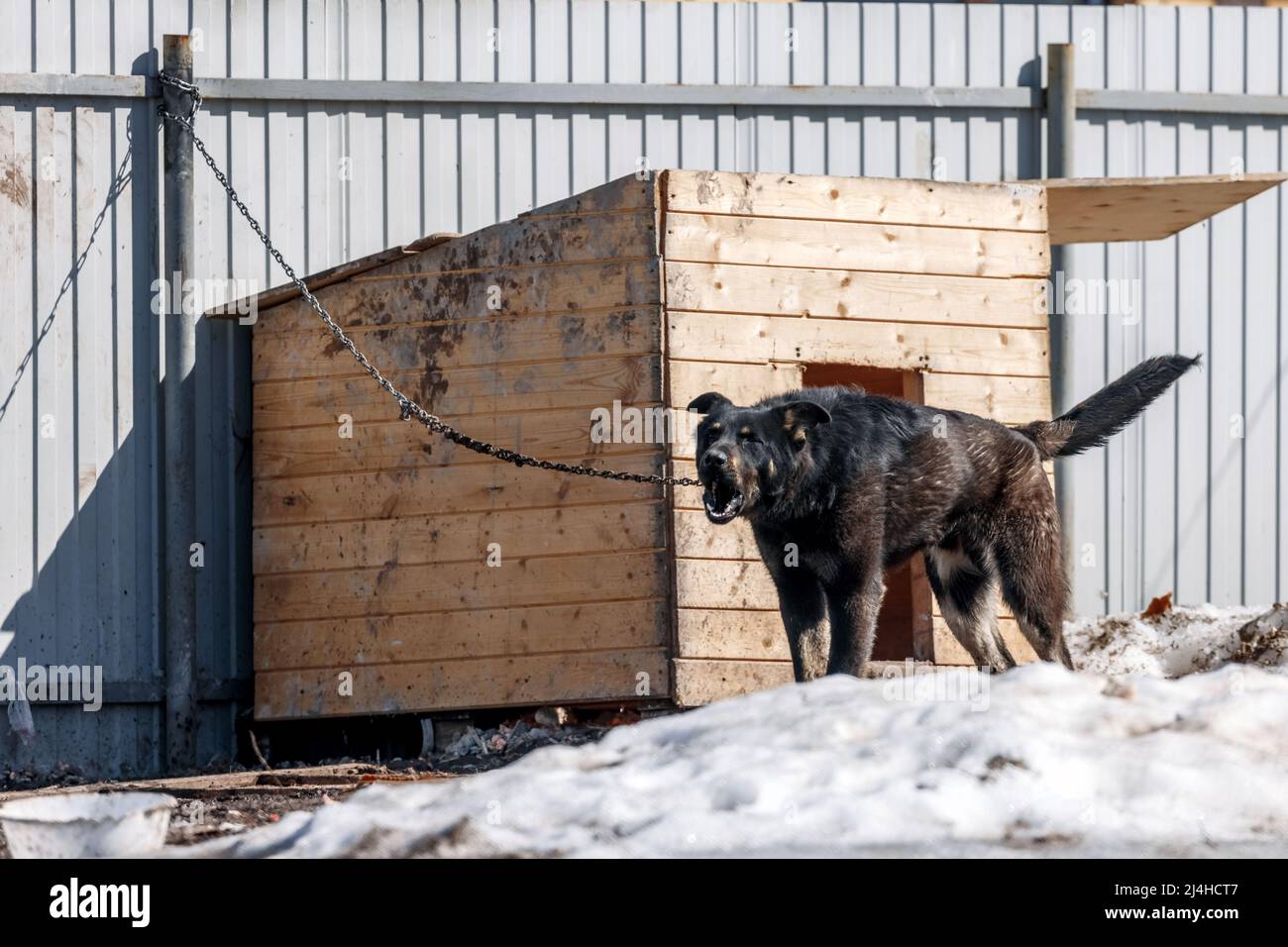 Un chien brun de garde en colère aboie sur la laisse à la colombe Banque D'Images