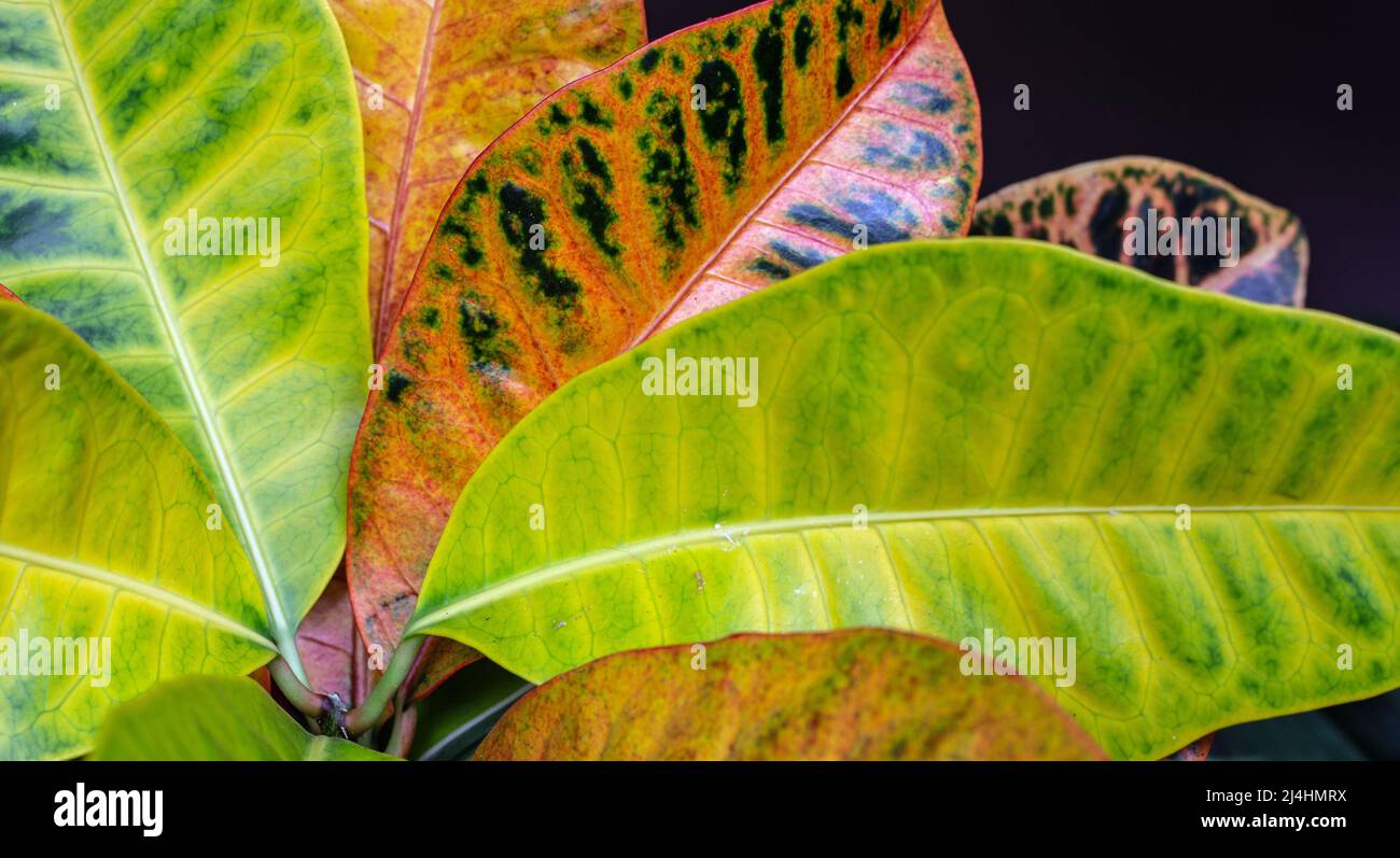 Grandes feuilles aux couleurs variées avec tons vert à rouge, prises en gros plan en format paysage pour une utilisation comme arrière-plan Banque D'Images