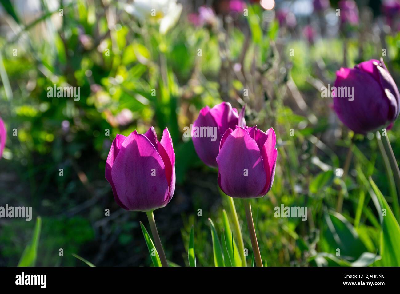 Champs sur lesquels fleurissent des tulipes violettes. Champ tulipe. Champ avec tulipes violettes. Banque D'Images