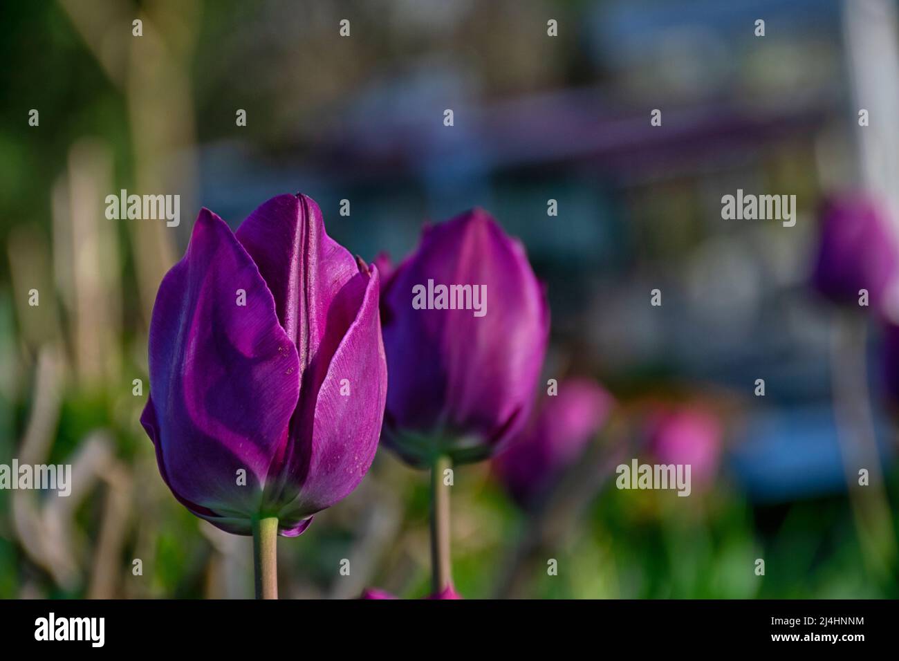 Champs sur lesquels fleurissent des tulipes violettes. Champ tulipe. Champ avec tulipes violettes. Banque D'Images
