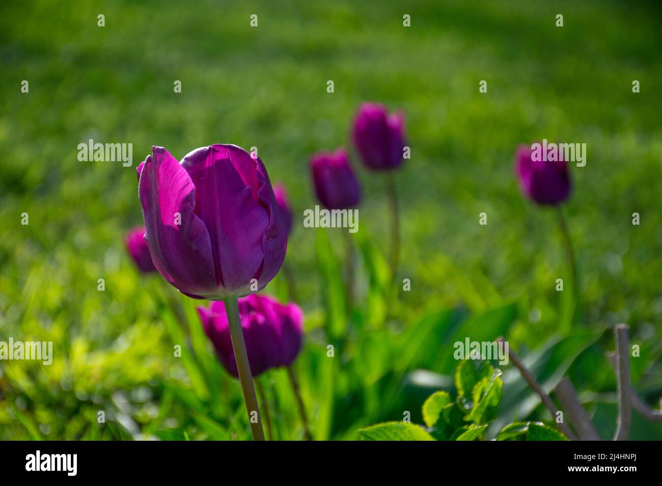 Champs sur lesquels fleurissent des tulipes violettes. Champ tulipe. Champ avec tulipes violettes. Banque D'Images