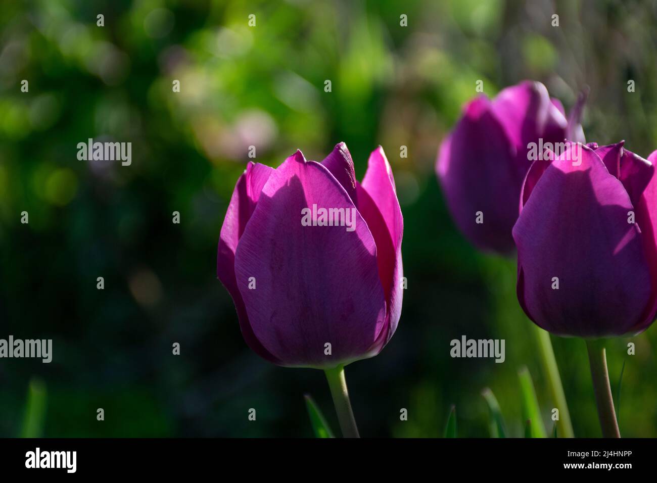 Champs sur lesquels fleurissent des tulipes violettes. Champ tulipe. Champ avec tulipes violettes. Banque D'Images