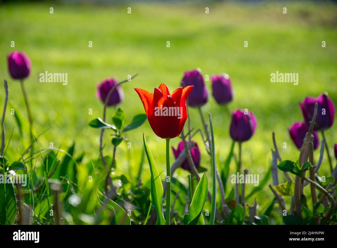 Champs de tulipes rouges qui fleurissent. Champ de tulipes. Champ avec des tulipes rouges. Banque D'Images