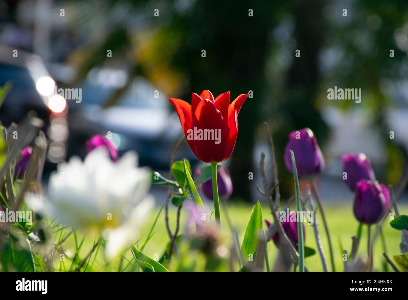 Champs de tulipes rouges qui fleurissent. Champ de tulipes. Champ avec des tulipes rouges. Banque D'Images