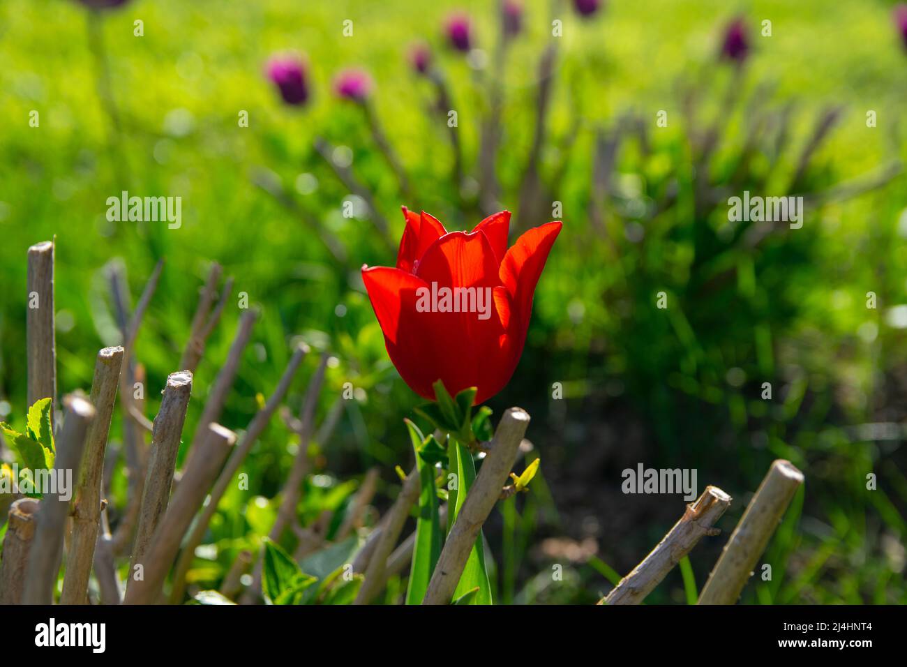 Champs de tulipes rouges qui fleurissent. Champ de tulipes. Champ avec des tulipes rouges. Banque D'Images