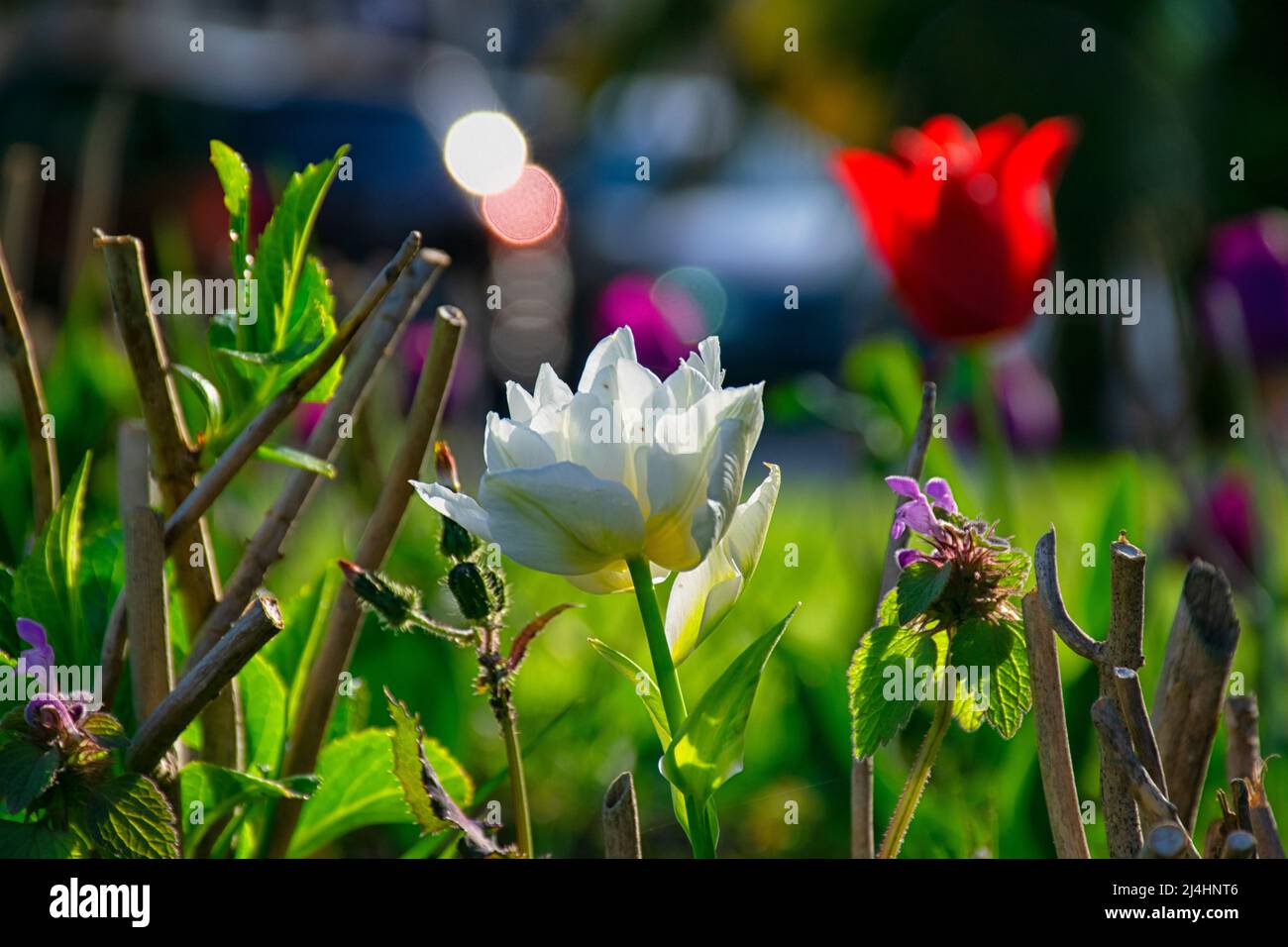 Champs sur lesquels fleurissent des tulipes blanches. Champ tulipe. Champ avec tulipes blanches. Banque D'Images