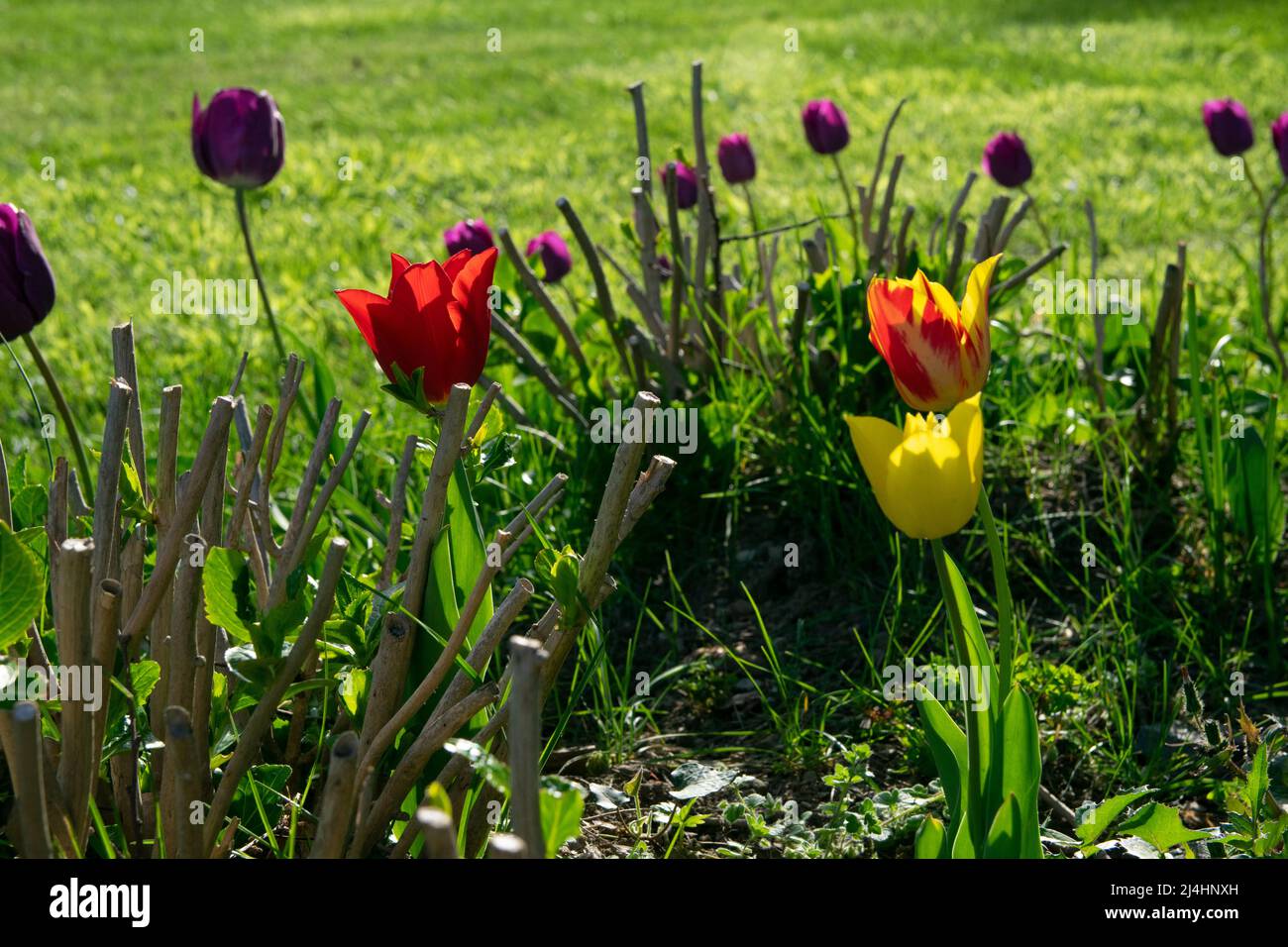 Champs sur lesquels fleurissent des tulipes rouges jaunes. Champ tulipe. Champ avec tulipes rouges jaunes. Banque D'Images