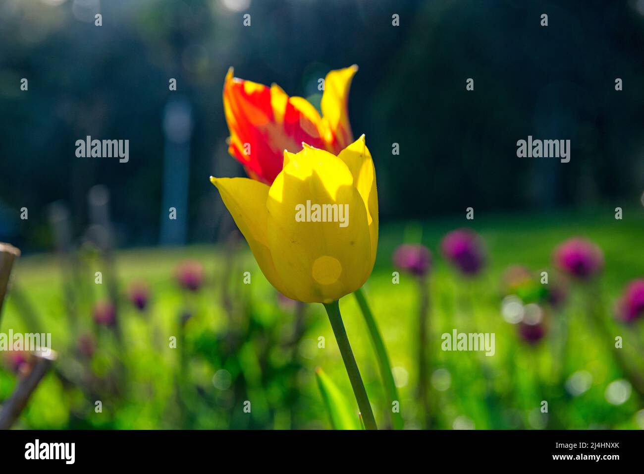 Champs sur lesquels fleurissent des tulipes rouges jaunes. Champ tulipe. Champ avec tulipes rouges jaunes. Banque D'Images