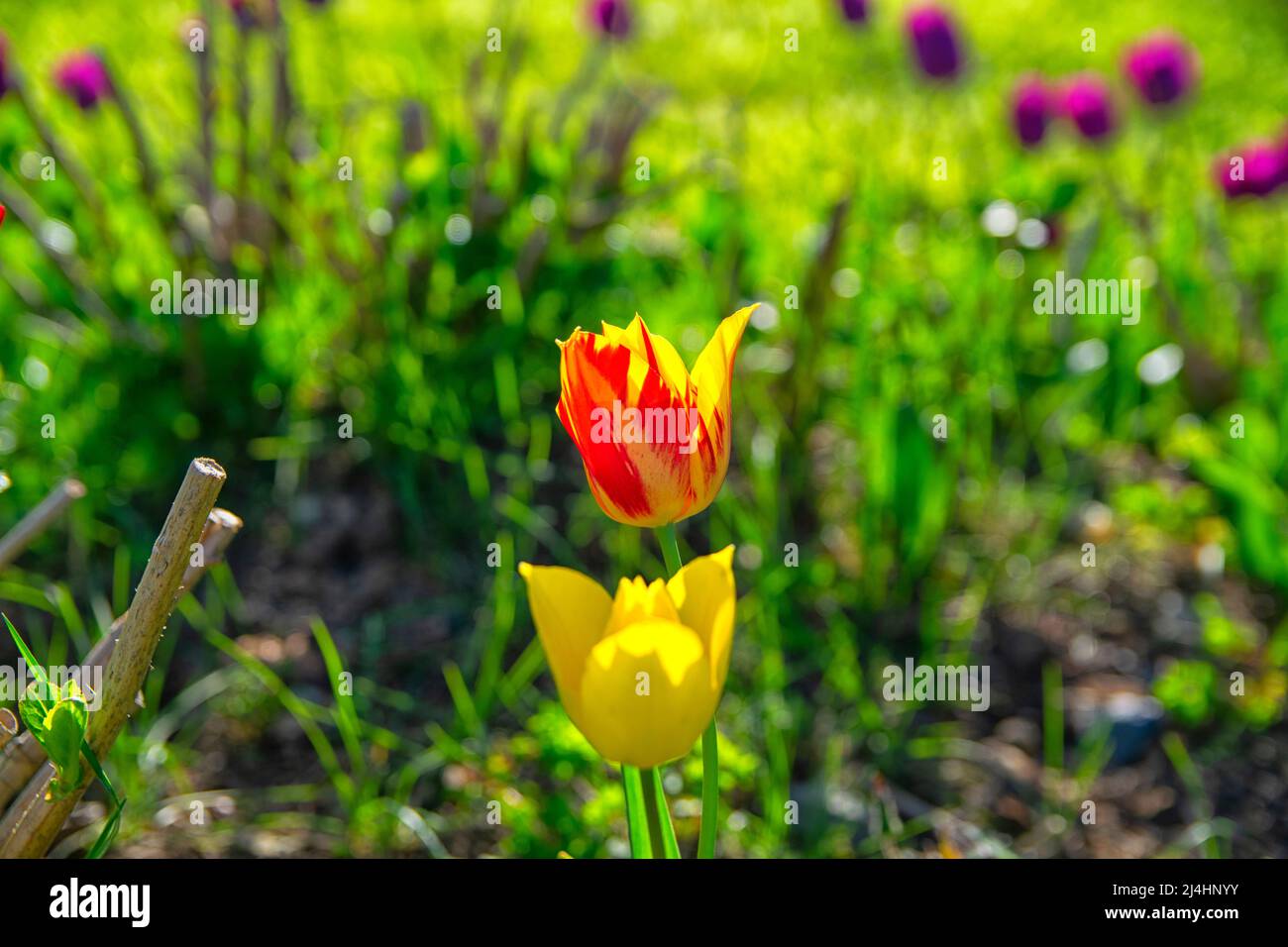 Champs sur lesquels fleurissent des tulipes rouges jaunes. Champ tulipe. Champ avec tulipes rouges jaunes. Banque D'Images