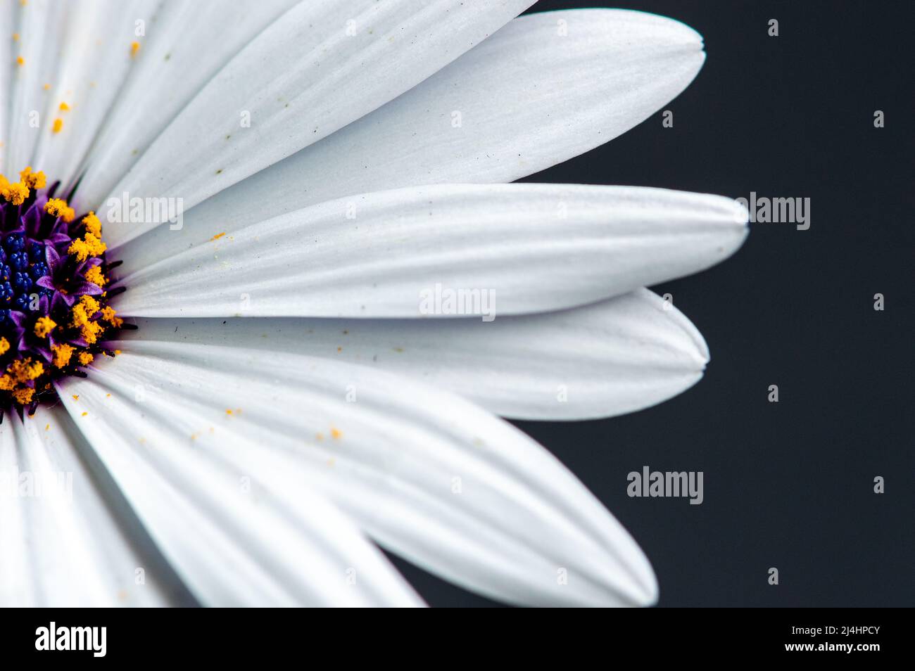 Fleur de pâquerette africaine blanc brillant sur noir -macro Banque D'Images