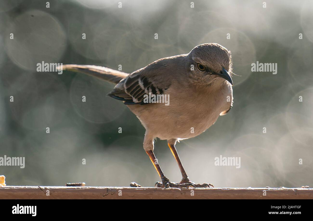 Oiseau de Mockingbird du nord sur le bord du bain d'oiseau Banque D'Images