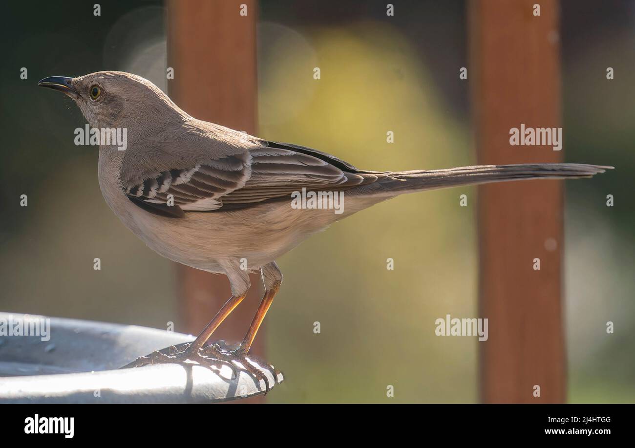 Oiseau de Mockingbird du nord sur le bord du bain d'oiseau Banque D'Images
