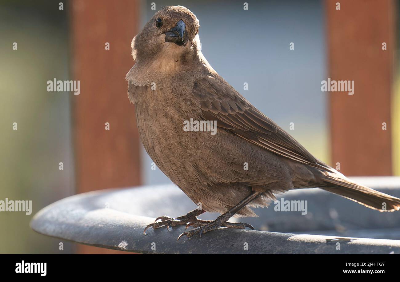 Oiseau de Mockingbird du nord sur le bord du bain d'oiseau Banque D'Images