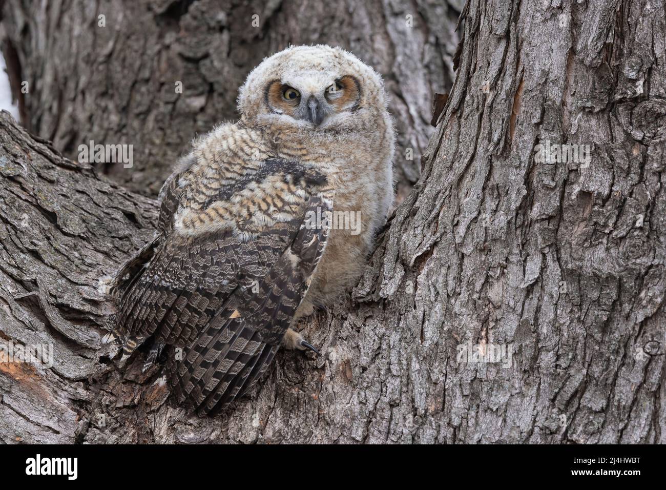 Grand hibou des cornes (Bubo virginianus), owlet souffrant d'influenza aviaire hautement pathogène (IAHP). Il est mort plus tard au Raptor Centre. Banque D'Images