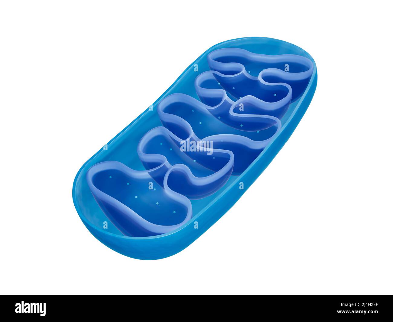 Mitochondries, illustration Banque D'Images