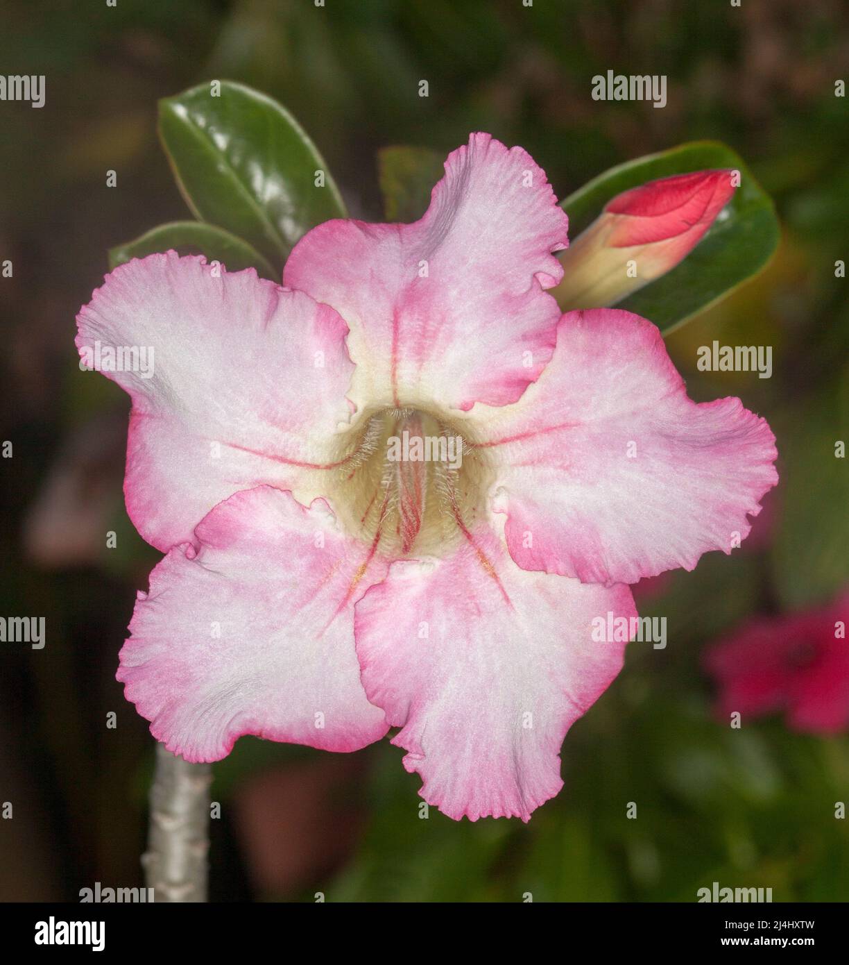 Superbe grande fleur pâle et blanche, bourgeons et feuilles vertes de Desert Rose, Adenium obesum, une plante succulente tolérante à la sécheresse en Australie Banque D'Images