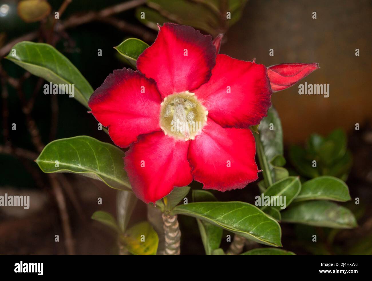 Superbe fleur rouge profond avec des pointes noires sur les pétales et les feuilles vert foncé de Desert Rose, Adenium obesum, une plante succulente tolérante à la sécheresse Banque D'Images