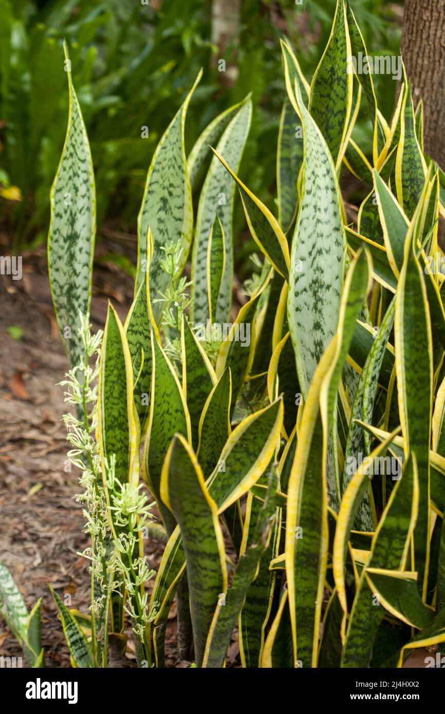 Grappe de feuilles vertes et jaunes et de fleurs blanches crémeuses de Sansevieria trifasciata 'Laurentii', plante de serpent, langue maternelle Banque D'Images
