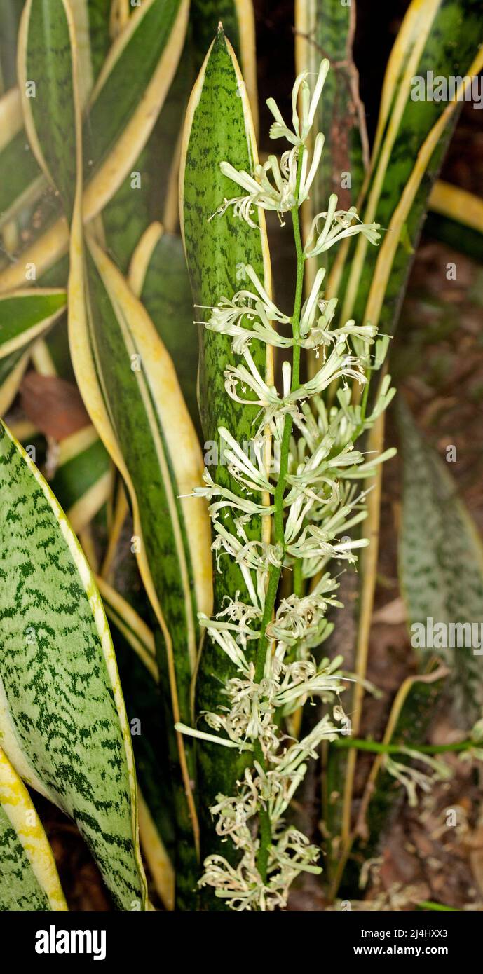 Grappe de feuilles vertes et jaunes et de fleurs blanches crémeuses de Sansevieria trifasciata 'Laurentii', plante de serpent, langue maternelle Banque D'Images