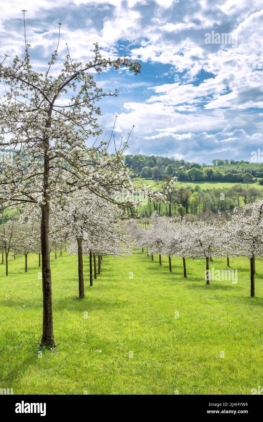 Cerisiers en fleurs dans la campagne de Honfleur, Normandie, France Banque D'Images