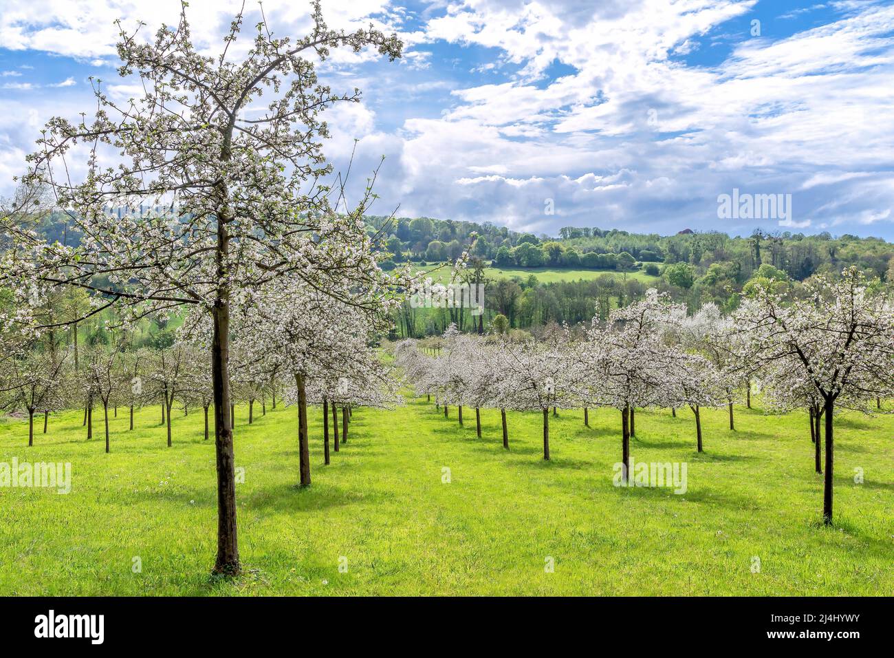 Cerisiers en fleurs dans la campagne de Honfleur, France Banque D'Images