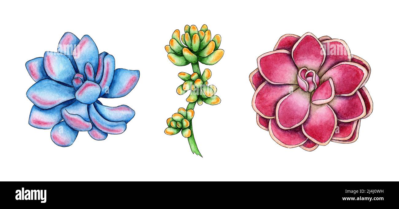 Ensemble d'illustrations aquarelles de différents sucrants. Il est parfait pour les cartes postales, les affiches, les bannières, les invitations, les cartes de vœux, imprime. Isolé o Banque D'Images