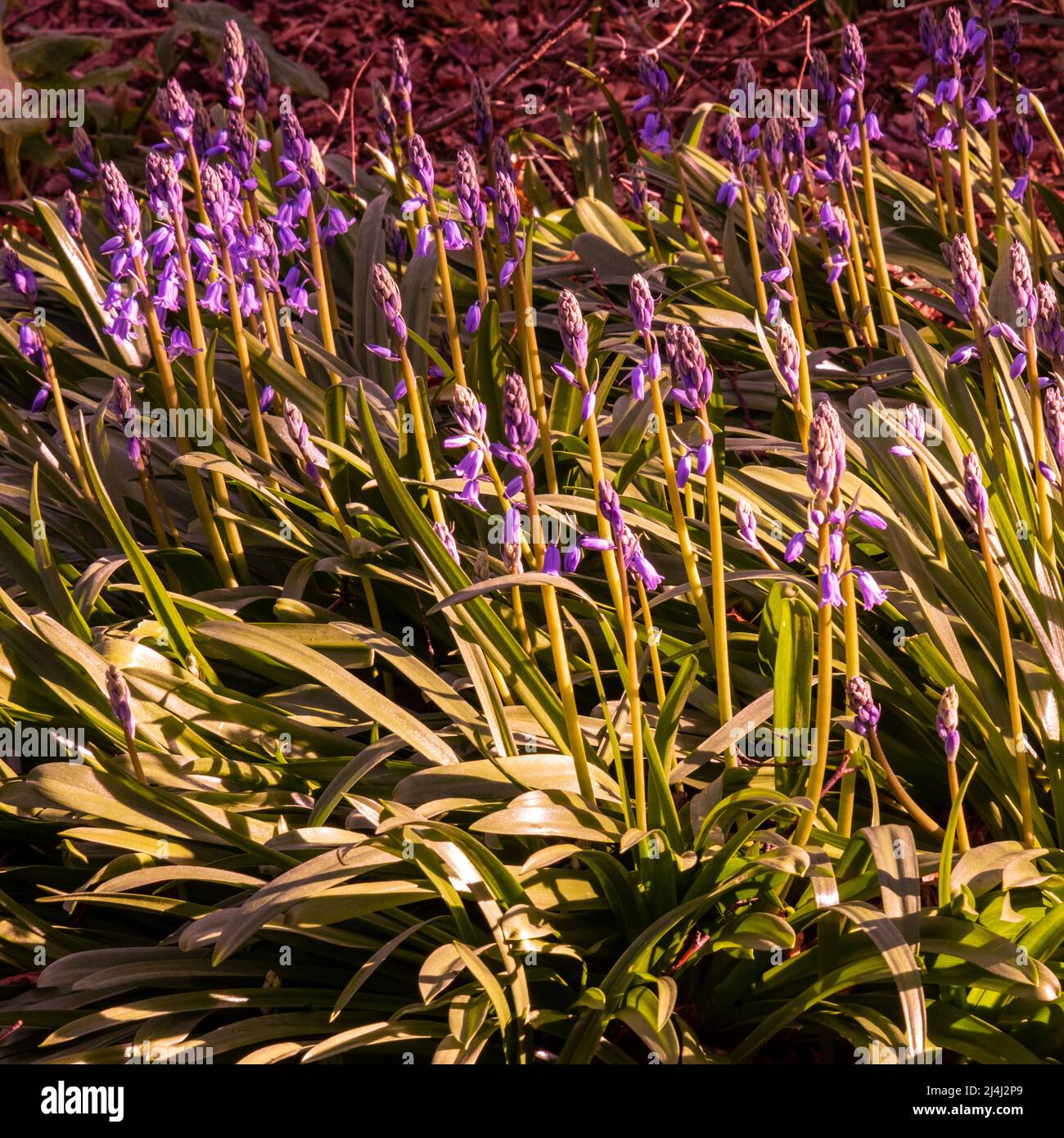 Des cloches de bluecloches viennent inot fleur un matin de printemps Banque D'Images