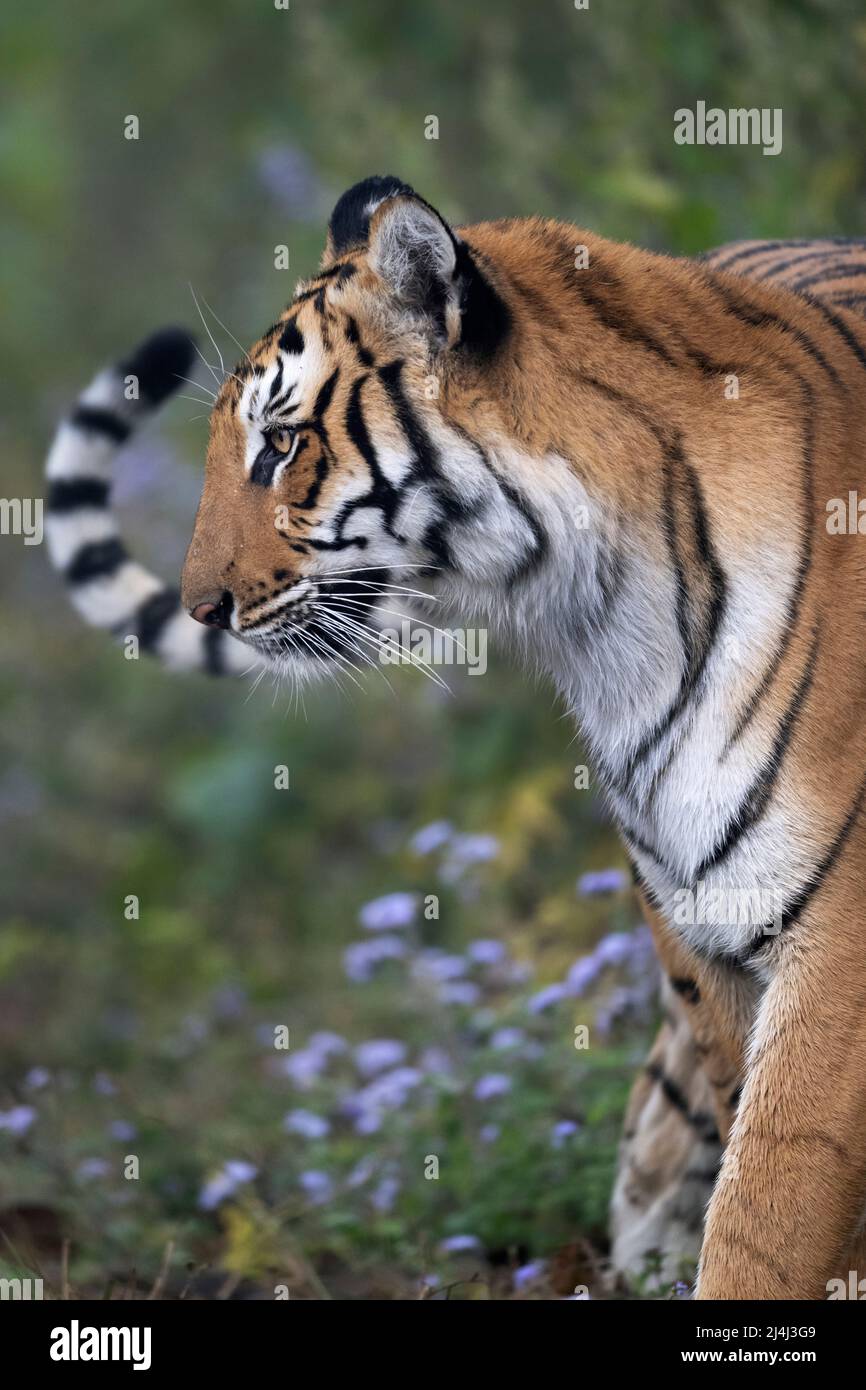 L'image du tigre du Bengale royal (Panthera tigris tigris) a été prise dans le parc national de Corbett en Inde. Banque D'Images