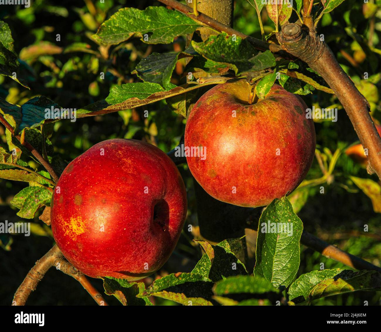 Les pommes rouges mûres sont affectées par la gale Banque D'Images