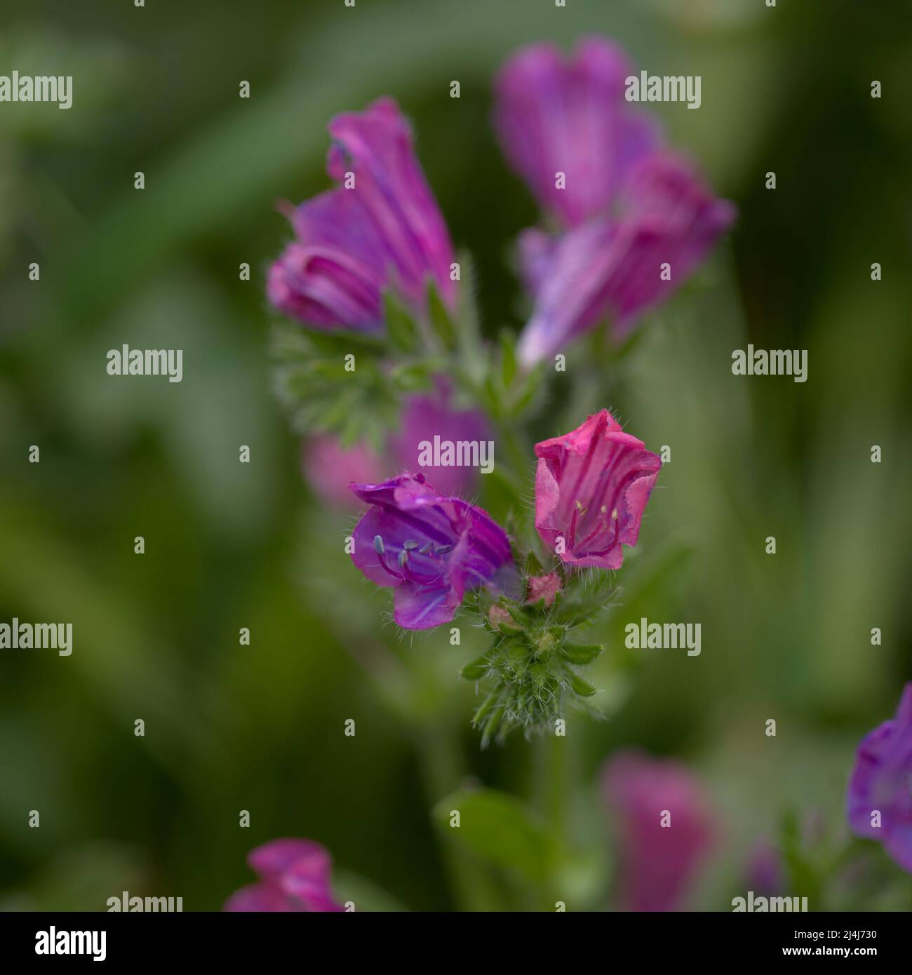 Flore de Gran Canaria - Echium plantagineum, malédiction de Paterson, fond floral macro naturel Banque D'Images