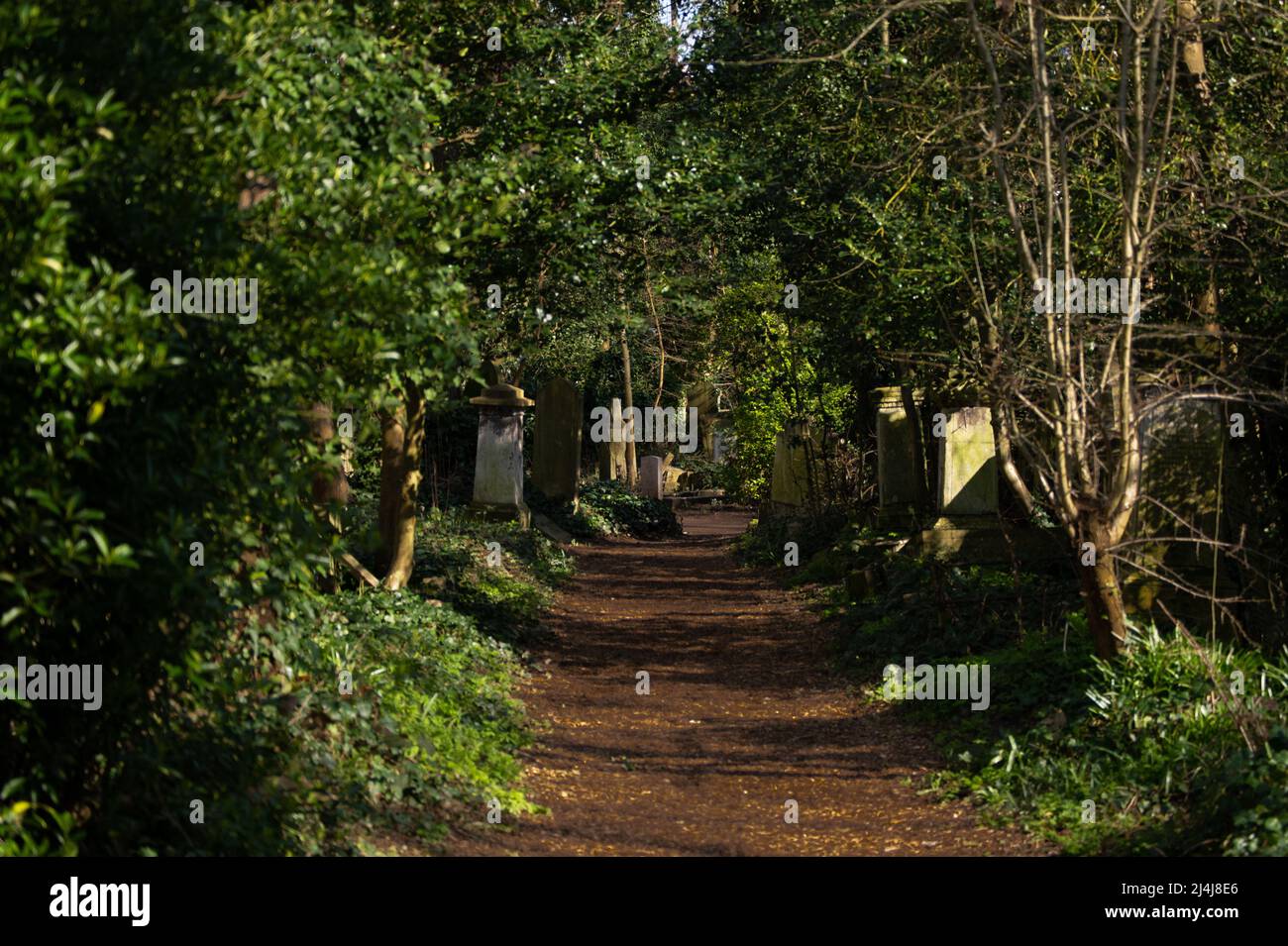 chemin forestier Banque D'Images
