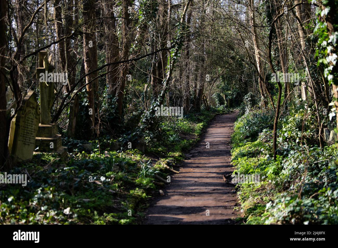 chemin forestier Banque D'Images