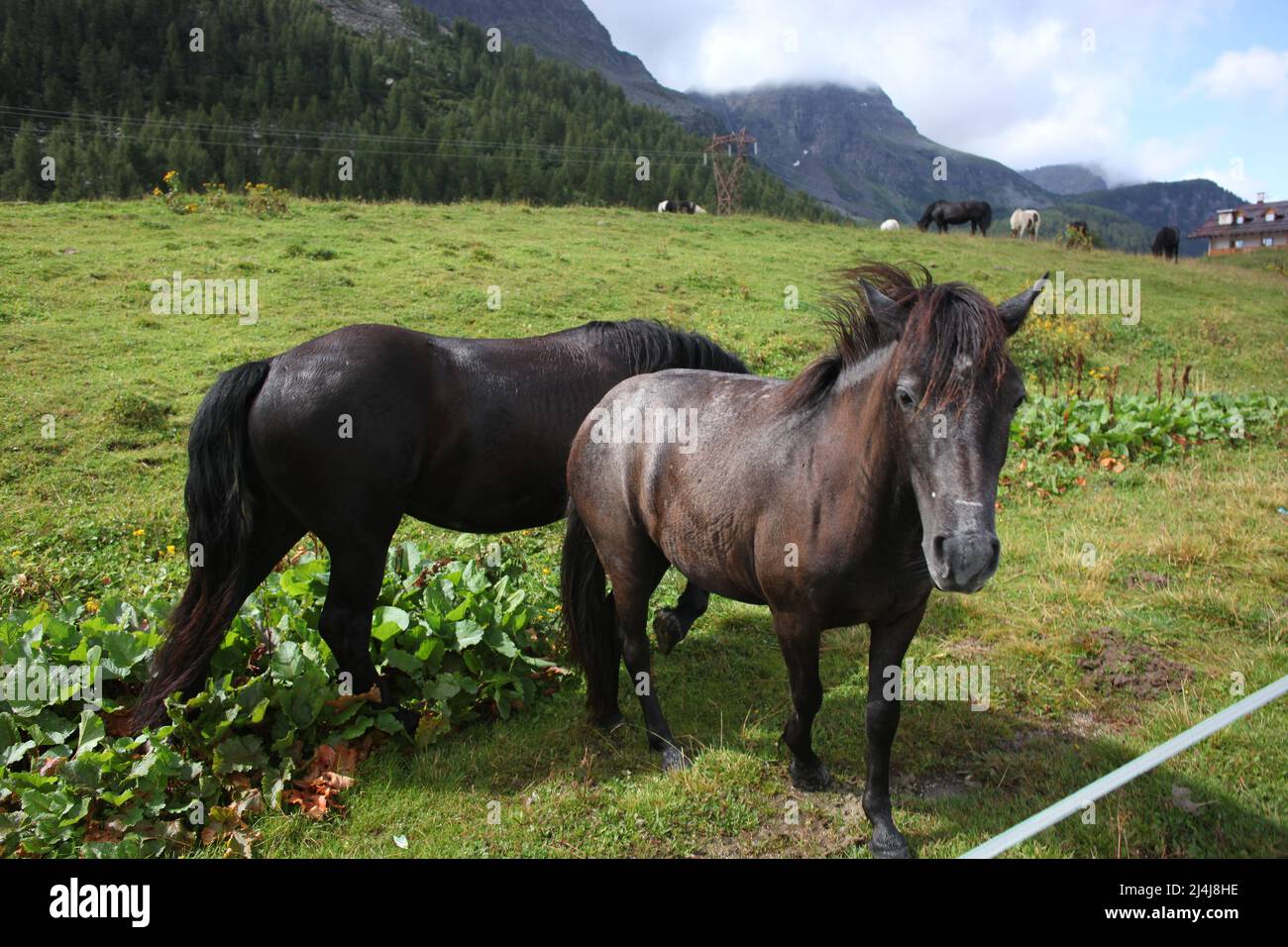 Chevaux dans les Dolomites italiens Banque D'Images