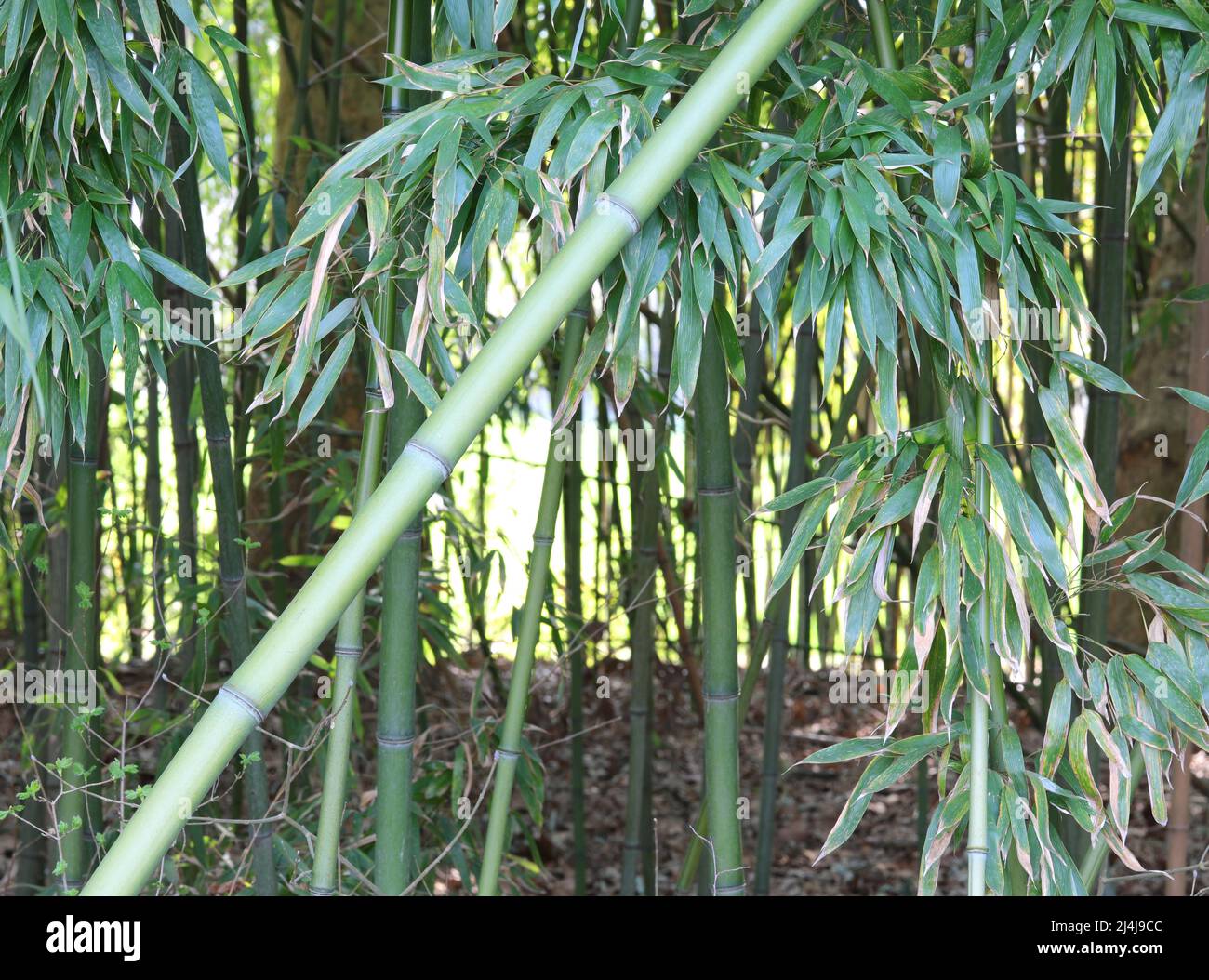 Cannes et feuilles de bambou qui sont l'élément préféré de Panda Banque D'Images