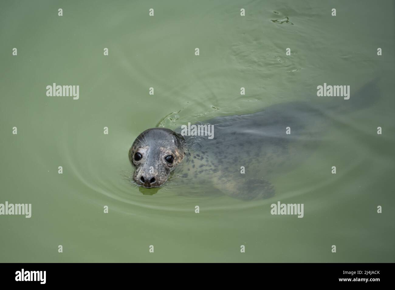 Phoque au Cornish Seal Sanctuary, Gweek, Cornwall, Royaume-Uni. Banque D'Images