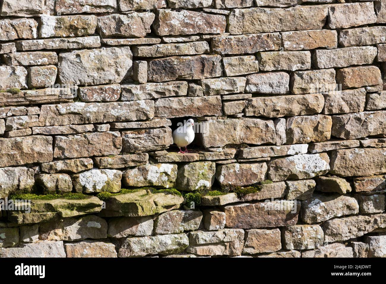 Grange en pierre à Swaledale, parc national de Yorkshire Dales. Une colombe blanche est hors d'un vide dans le mur. Banque D'Images