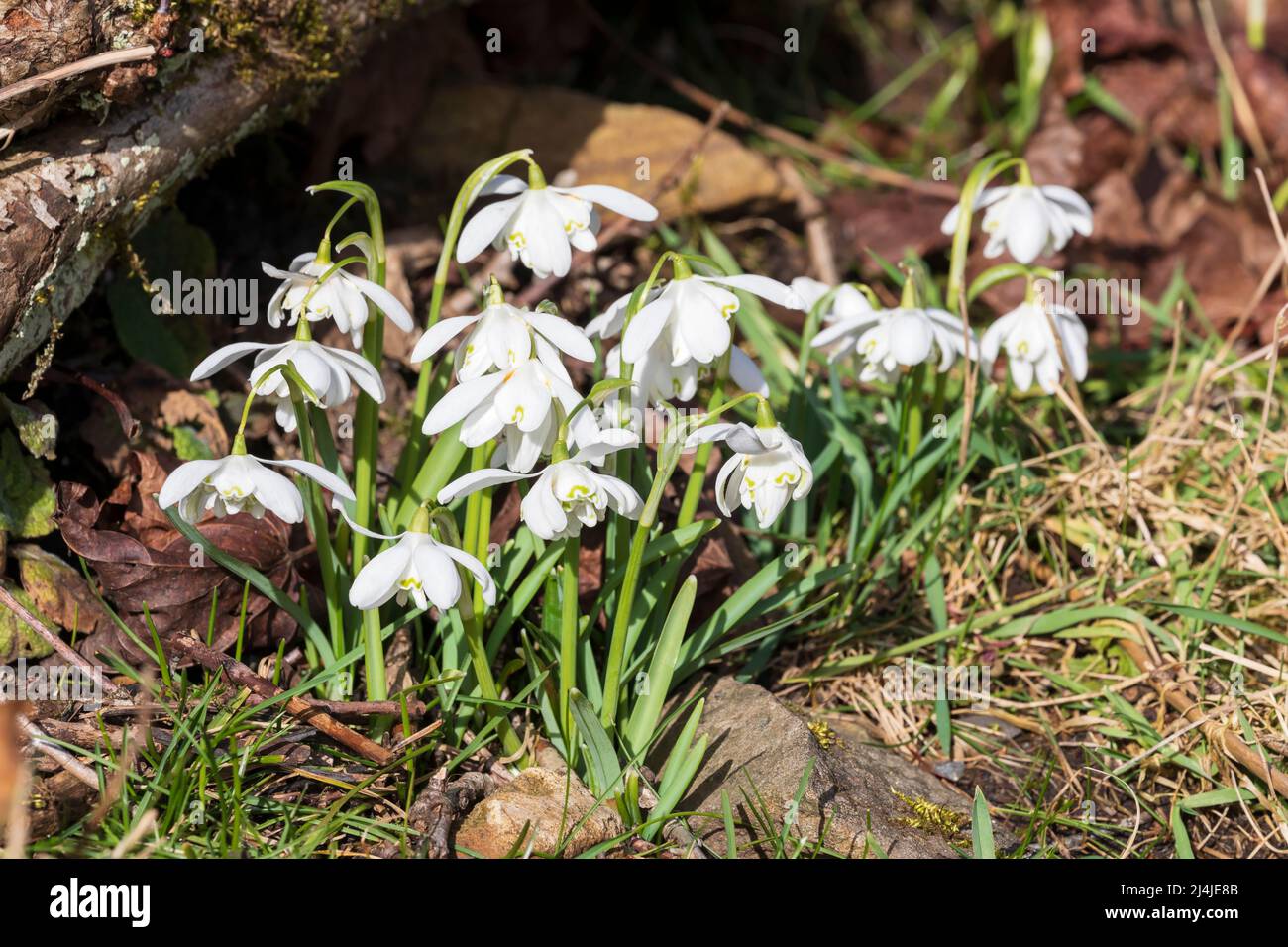 Des gouttes de neige ont été naturalisées sur une rive à Swaledale, dans le parc national de Yorkshire Dales Banque D'Images