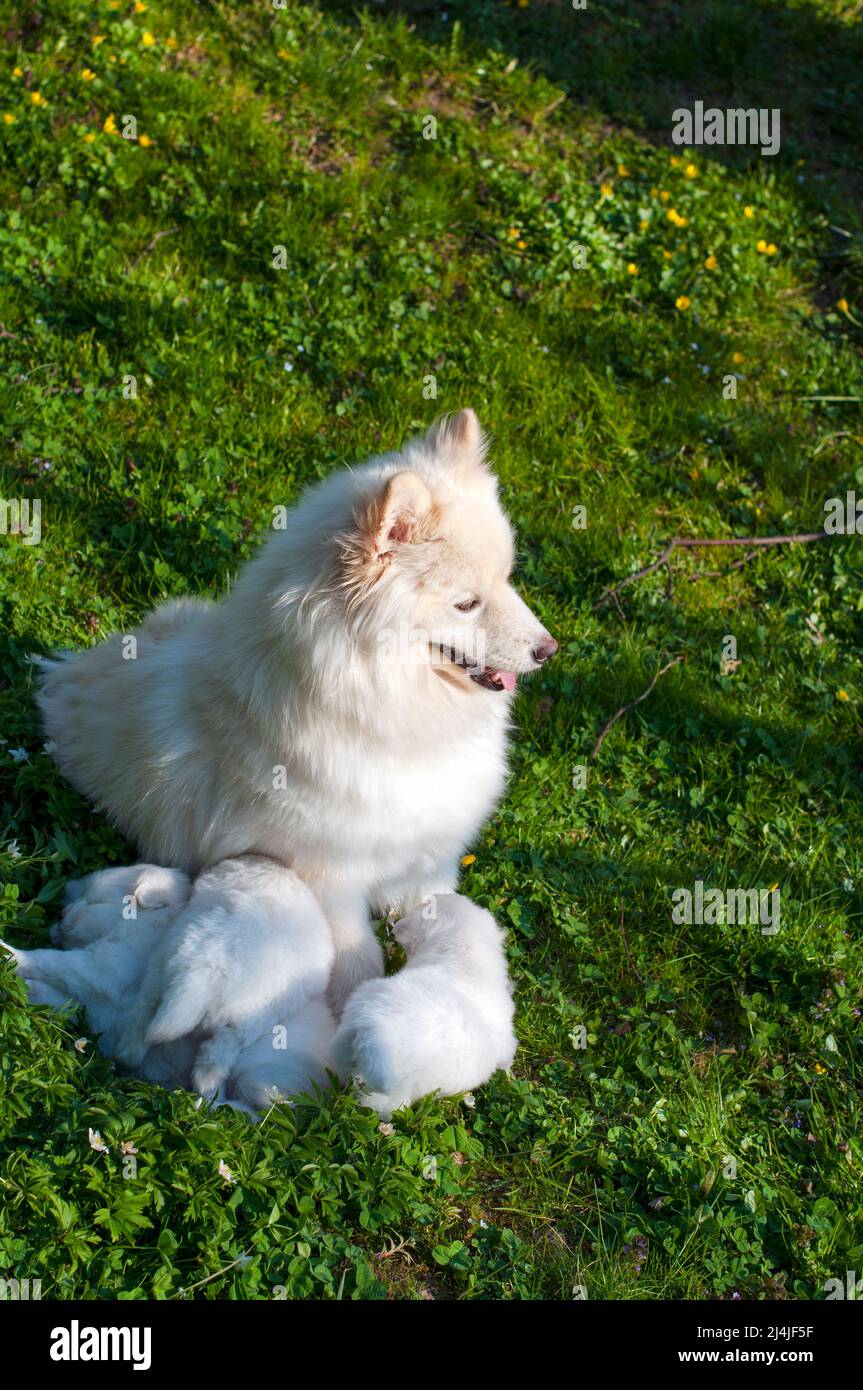 Jeune chien Pomski race soignée et saine Pomski, un chiot exquis avec un bon tempérament à l'extérieur, par une journée ensoleillée Banque D'Images