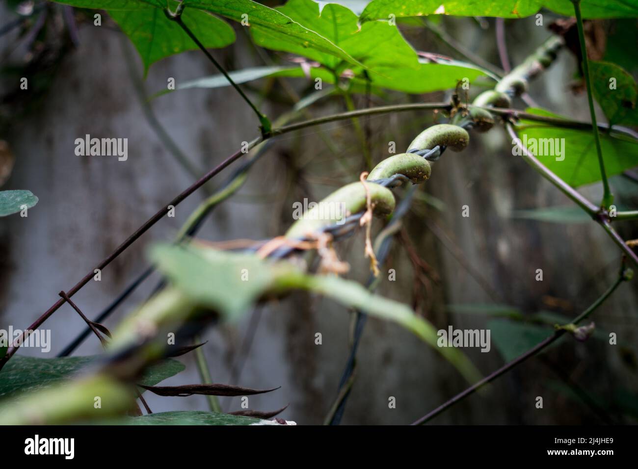 Gros plan de plantes grimpantes horticoles — Une vigne est une plante dont l'habitude de croissance est de tiges traînantes ou scandeuses (c'est-à-dire d'escalade), lianas o Banque D'Images