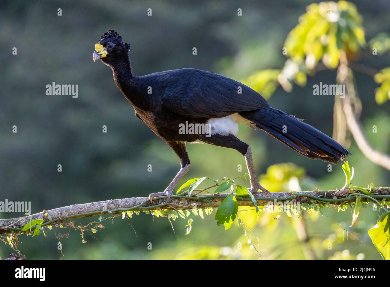 Grand Curassow (Crax rubra) mâle - la Laguna del Lagarto Eco-Lodge, Boca Tapada, Costa Rica Banque D'Images