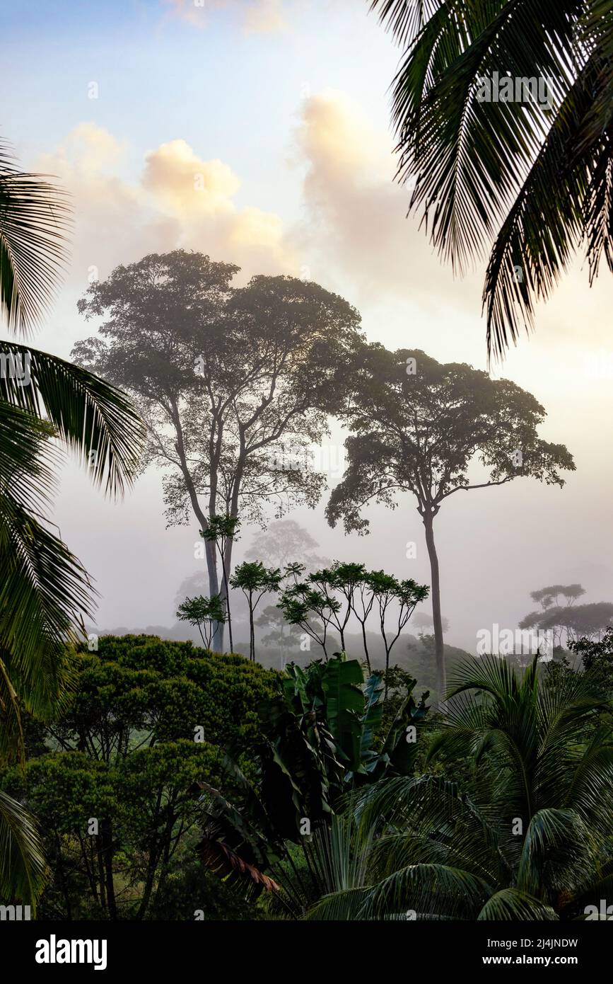 Paysage brumeux le matin dans la forêt tropicale des plaines - la Laguna del Lagarto Eco-Lodge, Boca Tapada, Costa Rica Banque D'Images