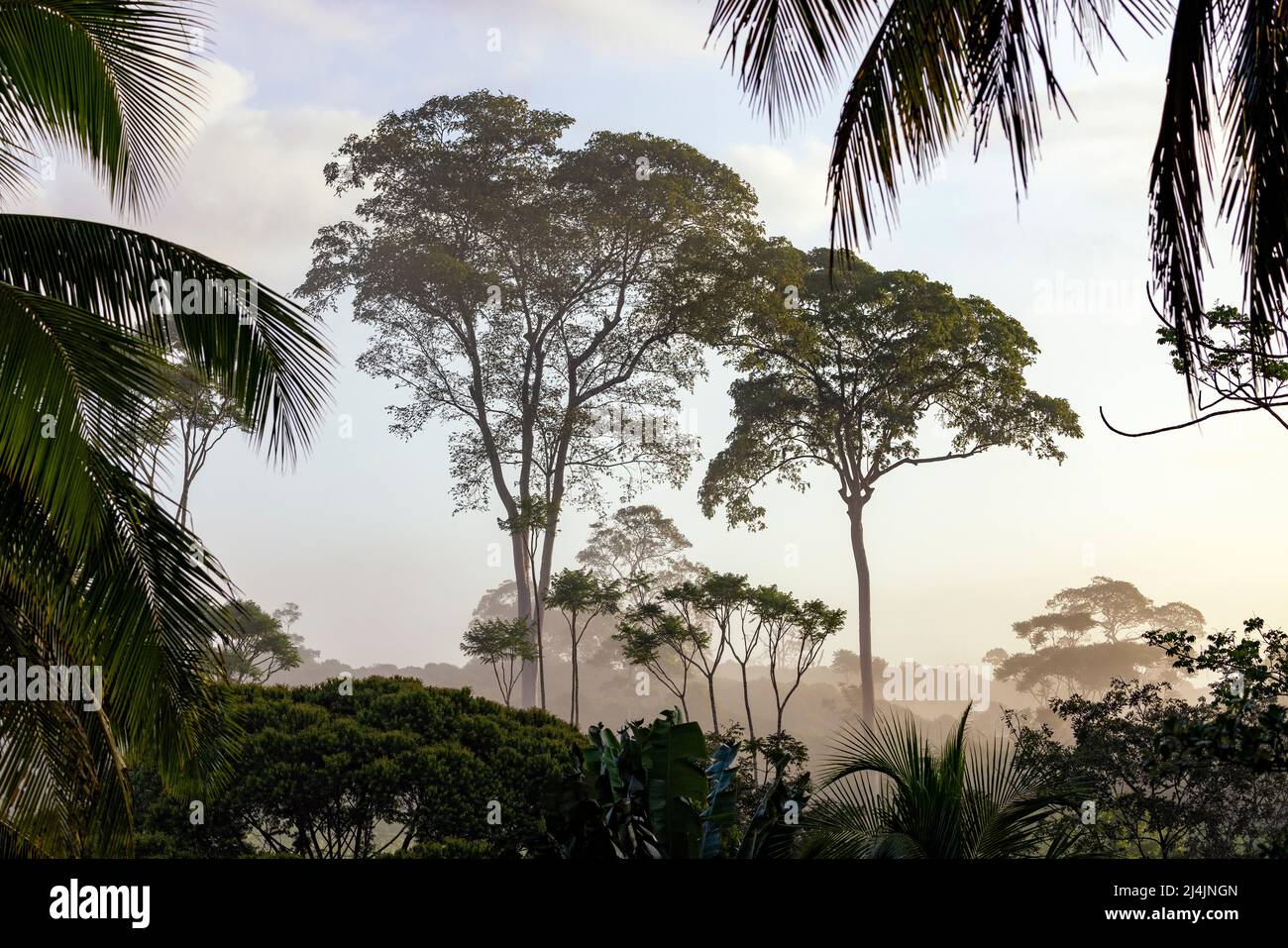 Paysage brumeux le matin dans la forêt tropicale des plaines - la Laguna del Lagarto Eco-Lodge, Boca Tapada, Costa Rica Banque D'Images