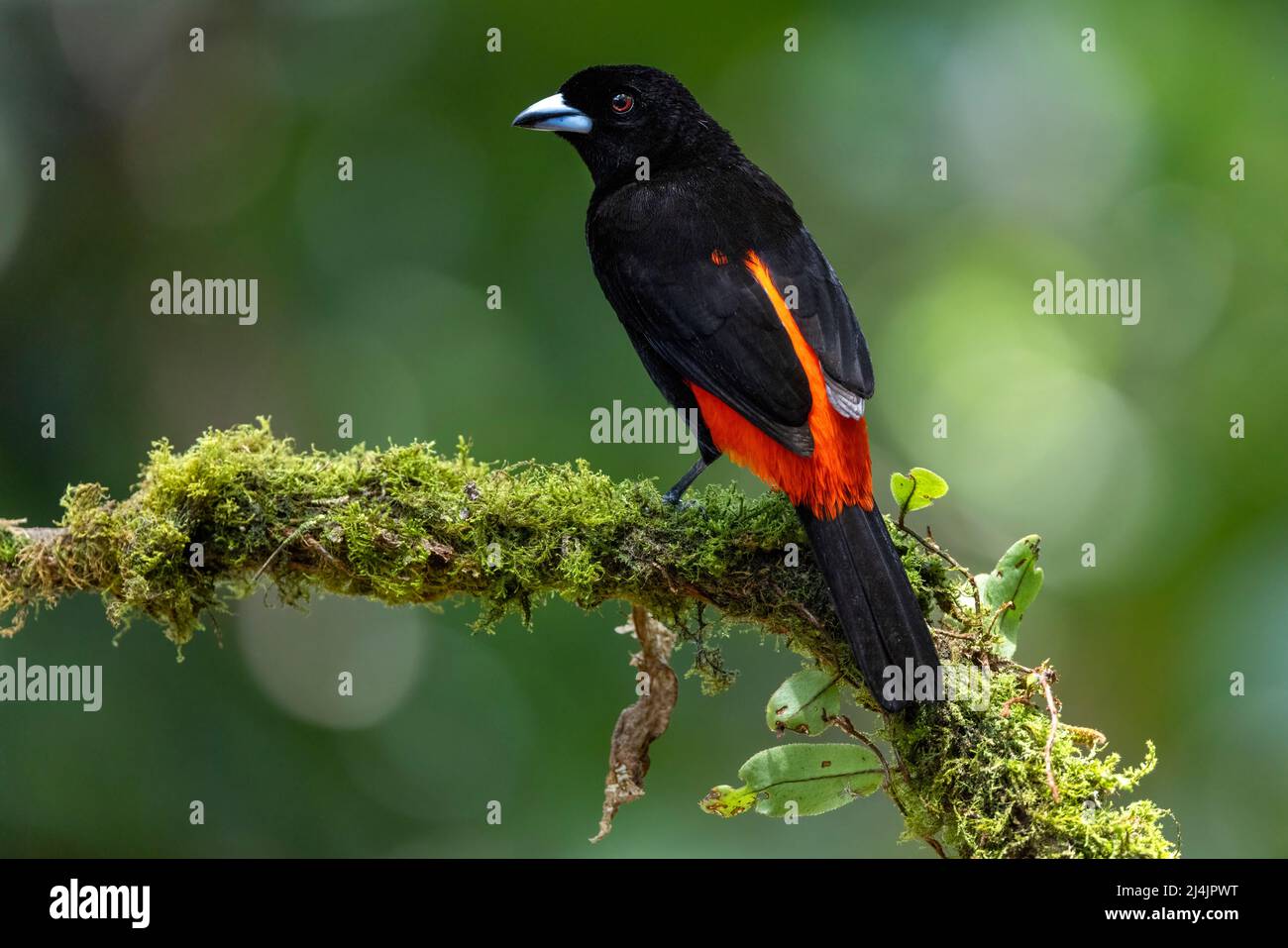 Tanager mâle (Ramphocelus passerinii) - Eco-Lodge la Laguna del Lagarto, Boca Tapada, Costa Rica Banque D'Images