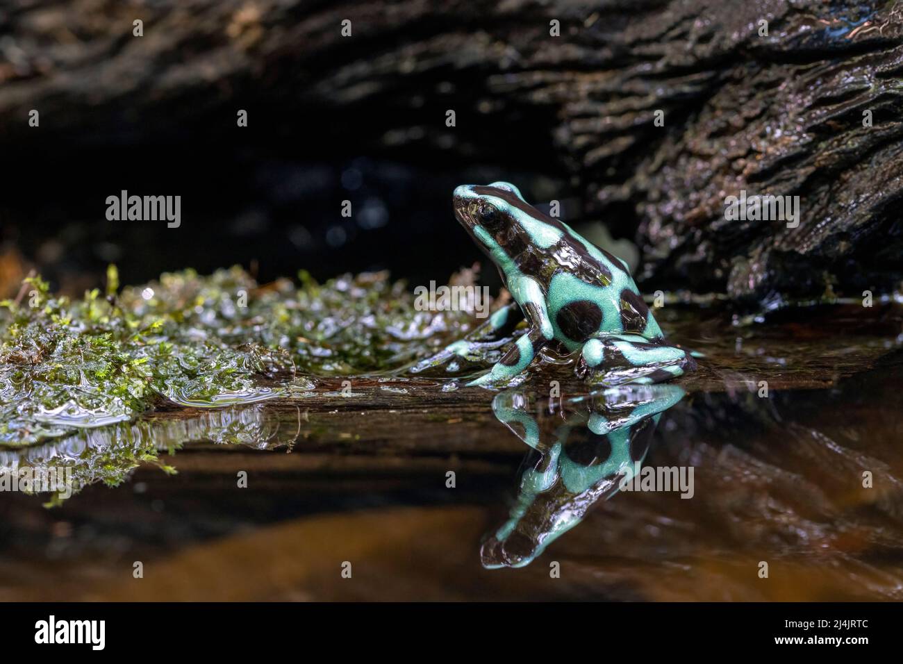 Grenouille verte et noire (Dendrobates auratus) - Eco-Lodge la Laguna del Lagarto, Boca Tapada, Costa Rica [espèce contrôlée] Banque D'Images